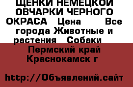 ЩЕНКИ НЕМЕЦКОЙ ОВЧАРКИ ЧЕРНОГО ОКРАСА › Цена ­ 1 - Все города Животные и растения » Собаки   . Пермский край,Краснокамск г.